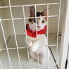 【募集一時停止】肩乗りキャットのモモちゃ〜ん♡ サムネイル5