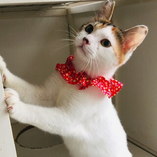 【募集一時停止】肩乗りキャットのモモちゃ〜ん♡