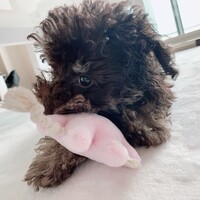ぼぶ
