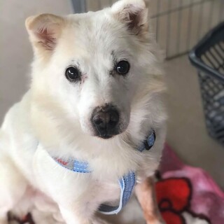 サト　すこしビビリです(^^)