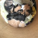 可愛い子猫