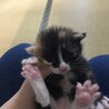 可愛い子猫 サムネイル3