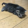 可愛い子猫 サムネイル2