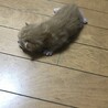 可愛い子猫 サムネイル5