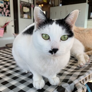 家族が出来ました♡【りゅうかくさん】