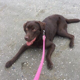 ゆめちゃん里親決定。ありがとうございました。