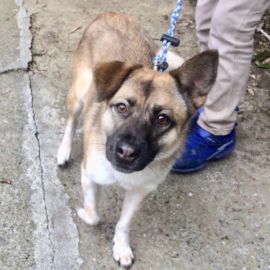 南国出身真面目で仲間思い 神奈川県 犬の里親募集 303392 ペットのおうち 月間利用者150万人