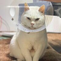マコ