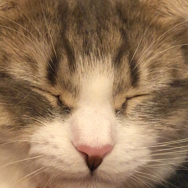 くうchanのカバー写真