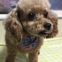 トイプードルの女の子里親募集します。