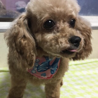 トイプードルの女の子里親募集します。