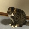 シナモン…