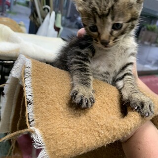 No.38 幸運の鍵しっぽくん