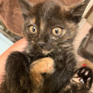 【なんとも味のある模様】サビ猫のがっちゃん