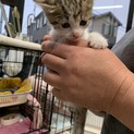 No.37 おちゃめなサバ猫ちゃん