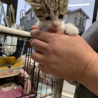 No.37 おちゃめなサバ猫ちゃん