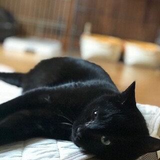 人が大好きな楽々丸くん、体も丸々です