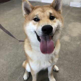 推定１～２才　元気な柴犬の男の子～里親募集中～