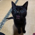 人懐っこいツヤツヤ毛並みの黒猫くん♫