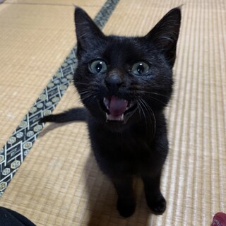 人懐っこいツヤツヤ毛並みの黒猫くん♫