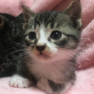 里親決定。白キジのマネ君