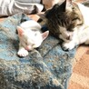 二匹で仲良くお昼寝ができるようになりました。