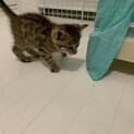 1ヶ月くらいの赤ちゃん