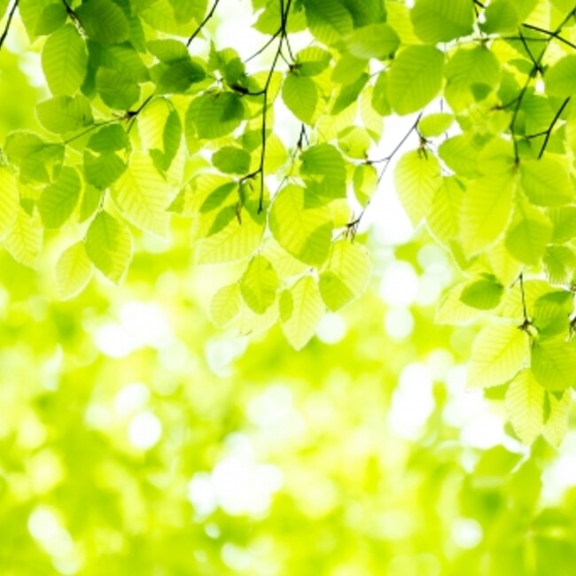 enokidのカバー写真