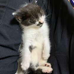 リラックスごまちゃん
