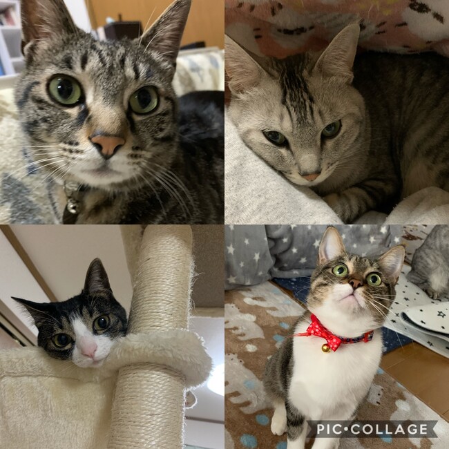 森 直のカバー写真