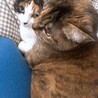 の写真