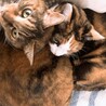 の写真