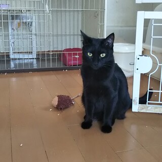 トライアル中です。可愛い黒猫のマリモ！