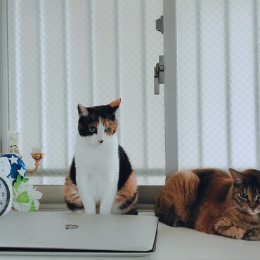 の写真