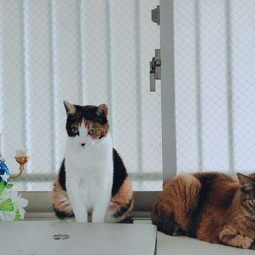 の写真