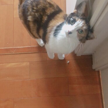 の写真