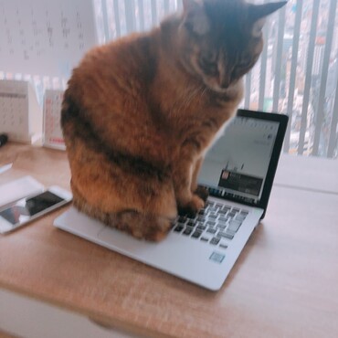 の写真