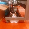 の写真