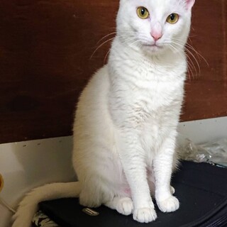 約1歳　昨年春生まれ　子猫　