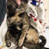 ねねここ丸
