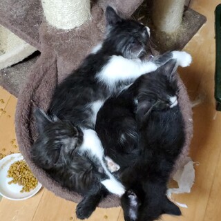 保護猫ちゃんの子達です
