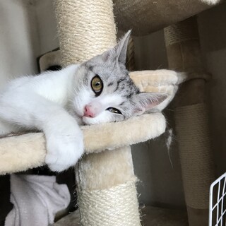目力すごいサバ白の男の子 こうくん