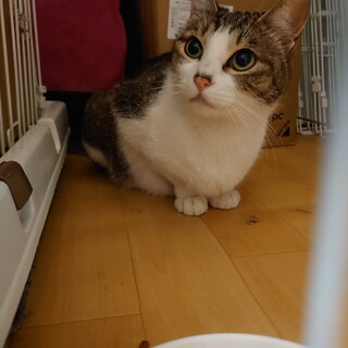 甘えたの女の子　2歳