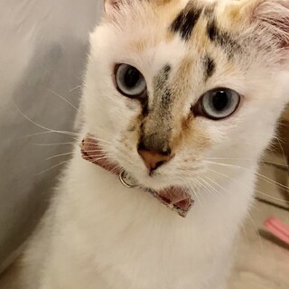 クリーム三毛猫ちゃん里親さん決まりました！