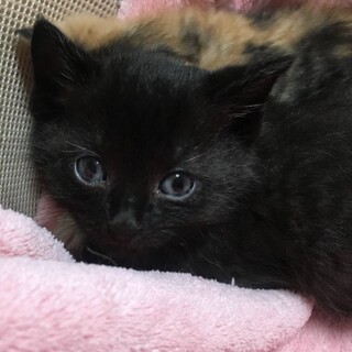 里親決定。1ヶ月半の兄妹黒猫ダリ君