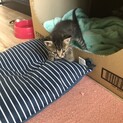生後1ヶ月の仔猫
