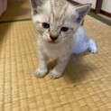 青い目の可愛い仔猫です