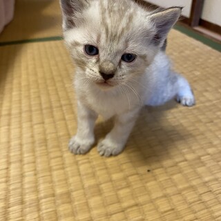青い目の可愛い仔猫です