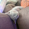 ういまるちゃん