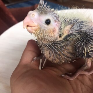 オカメインコ　ヒナ２羽